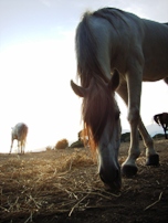 awakening with horses open dharma